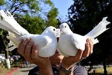 живая: Голуби голубей птицы для праздников выпускных торжества ритуалов — 1
