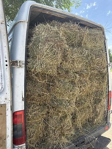 Сено в тюках - Прессованные тюки из луговых трав: смесь злаковых и at lalafo.kg Сено в тюках - Прессованные тюки из луговых трав: смесь злаковых и