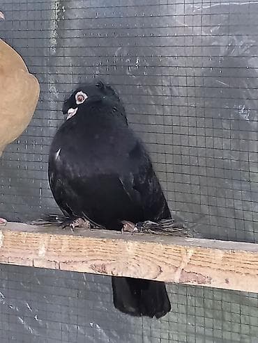 голуби дикие: Порода голубку ореховый двухчубую малоносою декоративный пухогрудый — 7