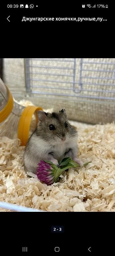 ласка животное: Продаю клетку двухэтажную, с домиком, поилкой, кормушкой и + 1 — 6