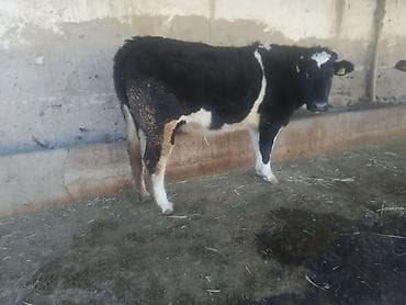 Уйлар, букалар: Сатам | Кунаажын | Сүт алуу үчүн | Байланган — 3