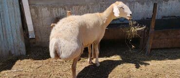 продаю кочкор: Авган кой — 5