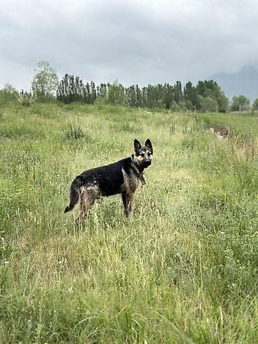 сөөл жан: Немис овчаркасы, 1 жаш, Эркек, Эмделген — 1