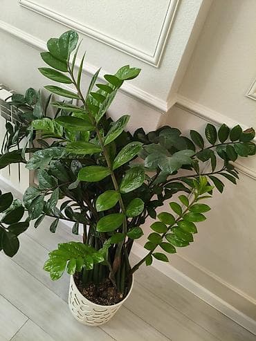 дом цветы: Замиокулькас и фикус лирата (два отдельных комнатных растения в — 6