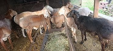 пони животное: Продаю | Баран (самец) | На забой, Для разведения — 2