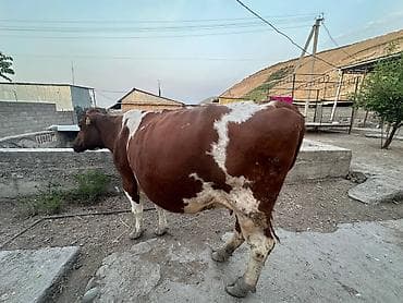 рабочи ат: Продаю | Корова (самка) | Для молока | Не стельные — 3