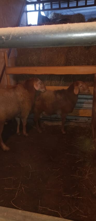 коровы молочной породы купить: Продаю | Овца (самка) | На забой — 1