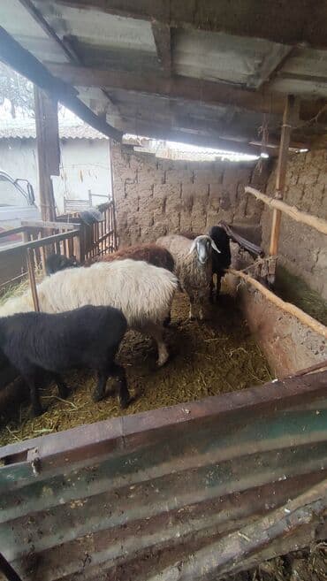 токмок животные: Продаю | Овца (самка) — 1