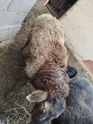 афганский баран: Продаю | Овца (самка) | Для разведения | Матка — 2