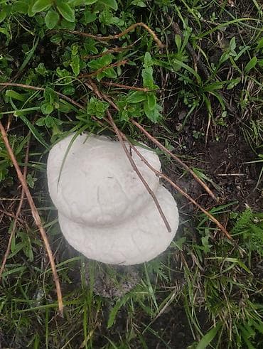 ящик для клубника: Свежие дикие грибы белый горный — 8