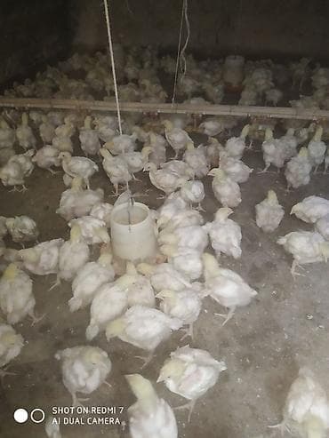 дакан курочка: Продаю | Цыплята | Бройлерная | На забой — 1