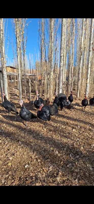 где можно купить собаку хаски: Продаю | Петух — 3
