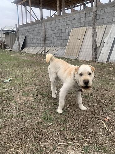 ищу собаку: Собака средних/крупных размеров, кремово-белый окрас с более тёмными — 1