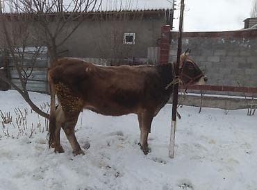 купить айширскую корову: Продаю | Корова (самка) | Швицкая | Привязанные — 1