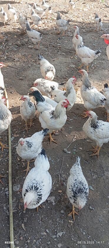 домашние птицы: Продаю | Петух — 6