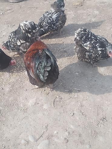 продаю кур: Продаю | Куры | Для разведения — 2