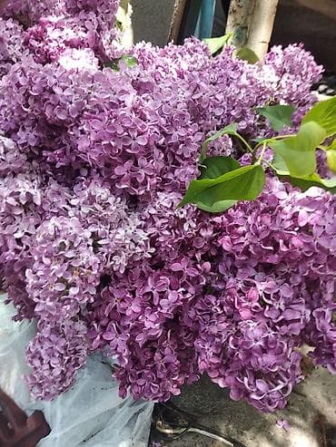 купить сирень бишкек: Ветви Сирени — 2