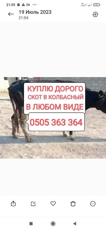 продажа домашних животных: Куплю | Коровы, быки, Лошади, кони | Забитый, Круглосуточно, Любое состояние — 1