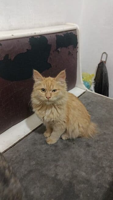 новорожденные котята: Отдаем в добрые руки котят🙏 черная, рыжая и серая -это девочки — 1