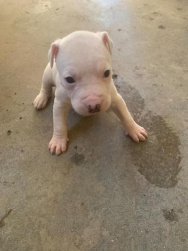 срочна алмашам: Питбуль, 1 месяц, Самец — 7