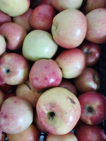 масло сыр база бишкек график работы: Яблоки — 2