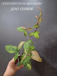 живые растения в аквариум купить: Комнатные растения, цветы (молодые растения, взрослые экземпляры). Не — 23