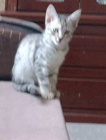 Котёнок серо-полосатого окраса (табби). Описание: - Окрас at lalafo.kg Котёнок серо-полосатого окраса (табби). Описание: - Окрас