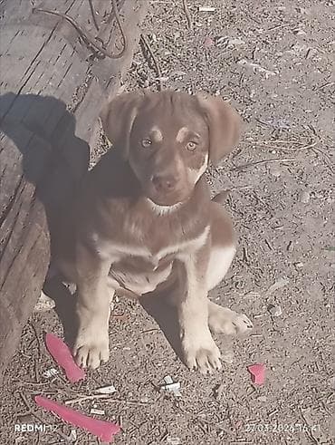 Щенки, метисы средних пород - Возраст: примерно 4 месяца - Окрас