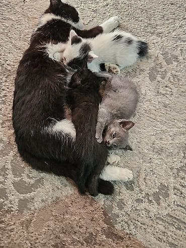 домашний животные: Отдам котят в добрые руки — 3