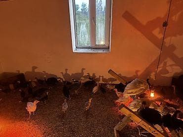 куриные головы: Продаю | Индюшата | Полукровка | На забой — 3