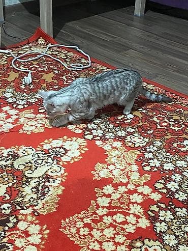 шиншилла: Британский котёнок, 7 мес окрас серебристый шиншилла (серебристый — 3