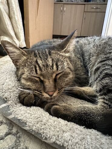 французский бульдог бишкек: 2 года, Девочка, Кастрирована, Приучена к лотку — 1