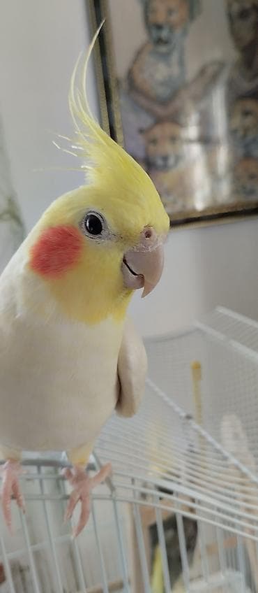 утка лалафа: Продаются две здоровые и ухоженные кореллы. 🐦 Описание птиц: 1 корелла — 7