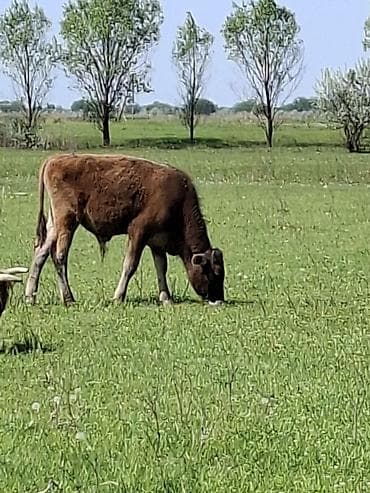 монбельярдская порода купить: Продаю | Музоо, торпок | Полукровка | На откорм — 1