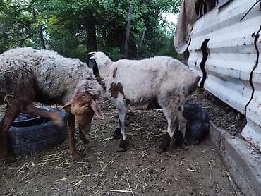 рыбки цена: Продаю | Овца (самка), Баран (самец) | На забой — 6