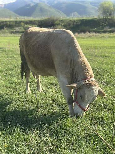 баран живой: Продаю | Корова (самка) | Для молока | После отела — 4