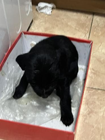 продажа собак в бишкеке: Чистокровный Щенок Тайгана это щенок Тогтогула Жапорова На фото самец — 3