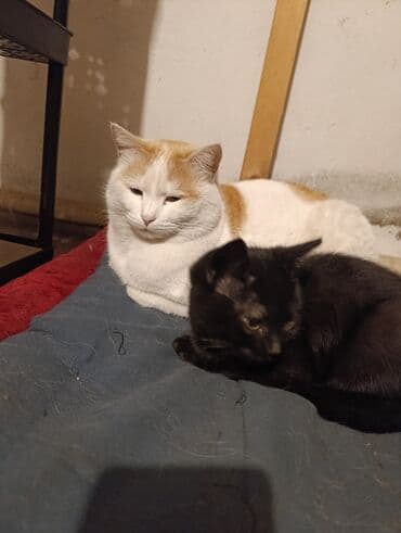 шотландские вислоухие котята в бишкеке: Беспородная, 5 месяцев, Девочка, Белый, Кастрирована, Приучена к лотку, Проглистована — 20