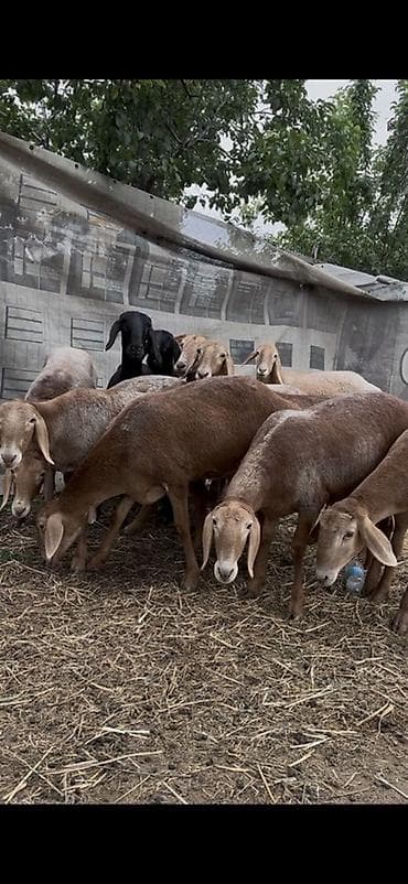 кошка сфинкс с шерстью: Продаю | Овца (самка), Ягненок | Арашан | Для разведения | Матка, Ярка — 4