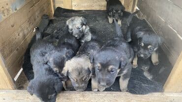 купить собаку маленькой породы: Щенки смешанных пород (похожи на овчаристых метисов) - Возраст: очень — 2