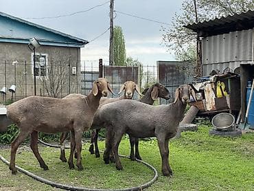 бараны гисары: Продаю | Овца (самка) | Арашан | Для разведения | Матка — 5