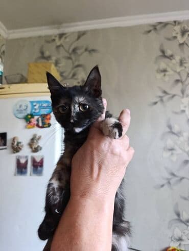 Кошка даром: Беспородная, Девочка, Приучена к лотку, Проглистована