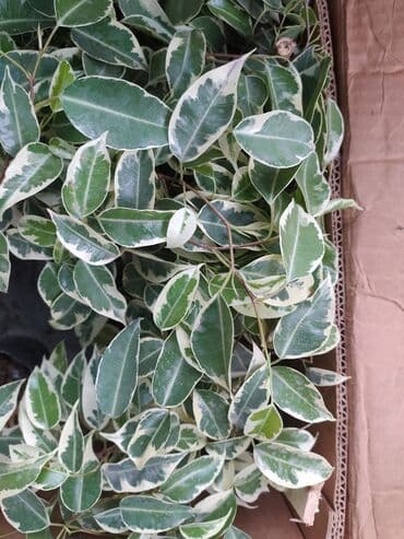 посев газона бишкек: Акция! Бенджамин, шефлера
Живу в районе Баята,Колмо — 2