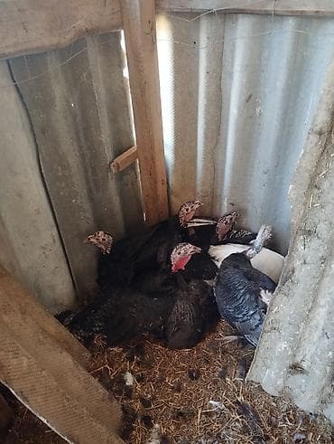 птица фабрика: Продаю | Индюшка (самка) | Полукровка | Для разведения — 3