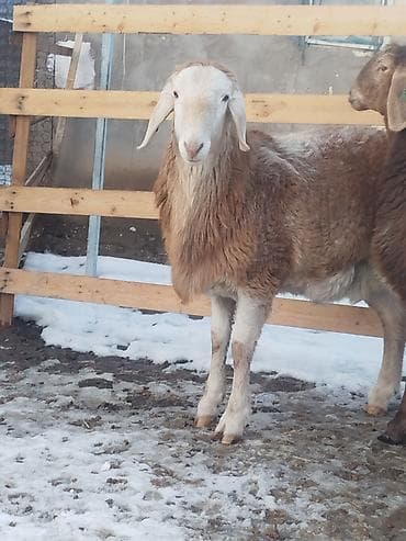 машинка для стрижки баранов: Продаю | Ягненок, Баран (самец) | Арашан | Для разведения | Племенные — 4