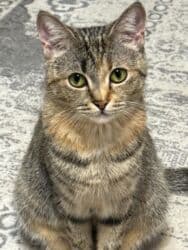 Спецодежда: Юбка, Модель юбки: Карандаш, Миди, По талии, С вырезом — 3