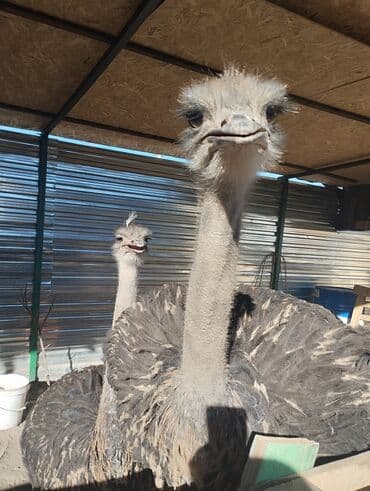 купить собаку чихуахуа: Страусы (африканский страус), живые птицы.9 месячные - Крупные — 3