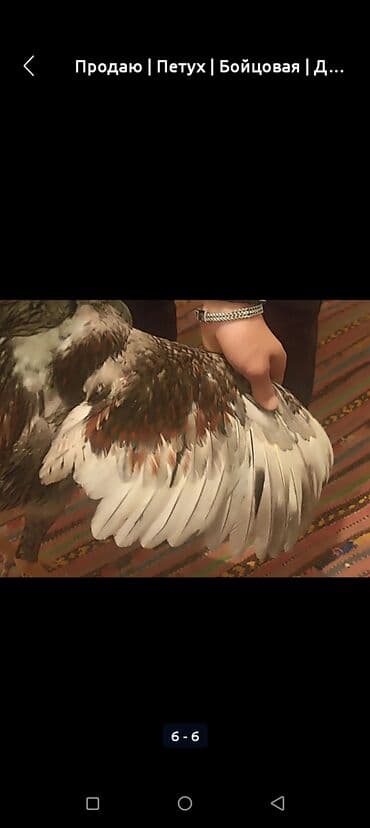 купить карликовых курей: Продаю | Петух | Бойцовая | Для разведения — 6