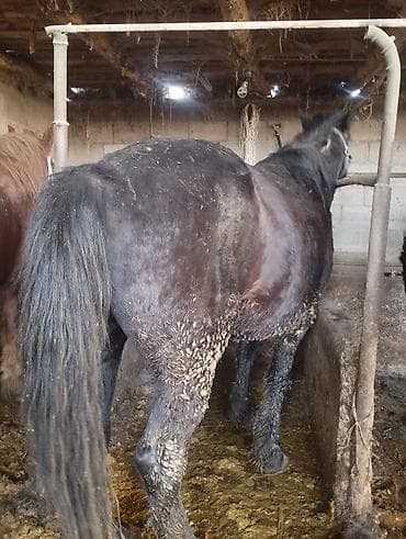 жылкынын эти сатылат: Сатам | Байтал | Союуга — 3