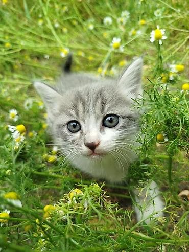 Кошки: Кошка даром: Беспородная, 3 месяца, Мальчик, Приучена к лотку — 2